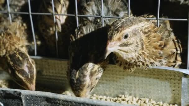 Codornizes em gaiolas na granja de aves durante a alimentação — Vídeo de Stock