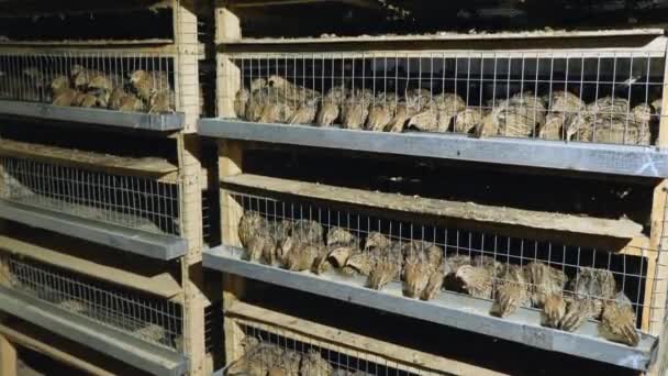 Перепели в клітках на птахофабриці під час годування — стокове відео