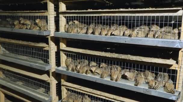 Codornizes em gaiolas na granja de aves durante a alimentação — Vídeo de Stock