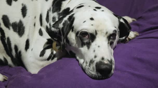 Hund av rasen dalmatiner ligger ensam på mjuk trasa — Stockvideo