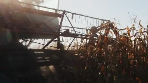 Combinar la cosecha de maíz en un campo agrícola — Vídeo de stock