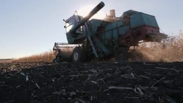 Skördetröska som arbetar i ett majsfält — Stockvideo