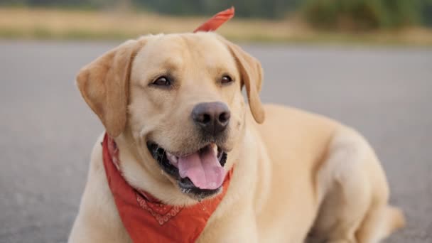 Portrait dog muzzle gold labrador — Stock Video