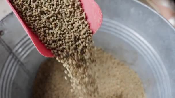 Pluimvee voedsel tegen scoop vallen — Stockvideo