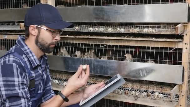 An enterprising farmer uses a digital tablet on a quail farm — Stock Video