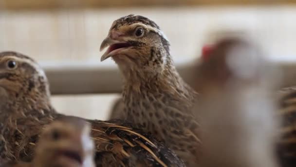 Quails in cages at home farm — Stock Video
