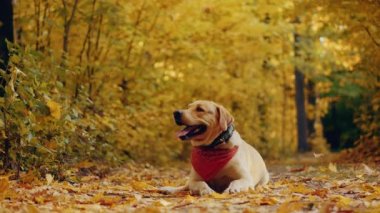 Güzel bir sonbahar ormanda bir yürüyüşe köpek doğurmak Labrador