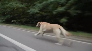 Köpek yolun kenarı boyunca yüksek hızda çalışır