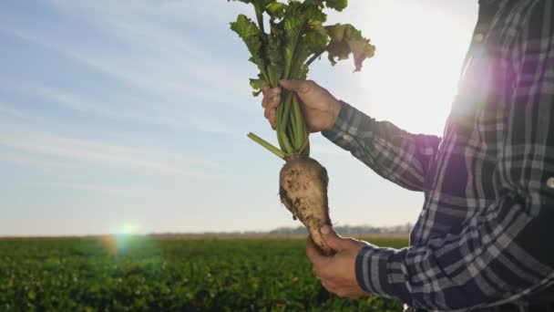 O cultivo de beterraba sacarina — Vídeo de Stock