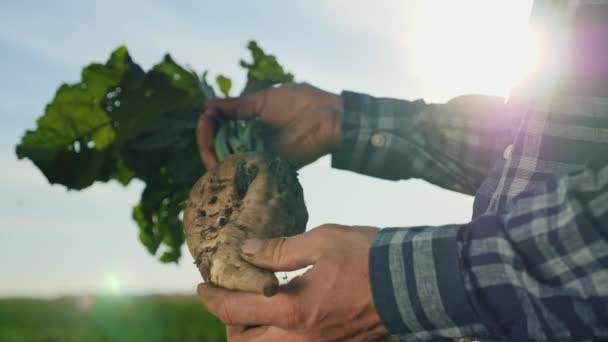 El cultivo de remolacha azucarera — Vídeos de Stock