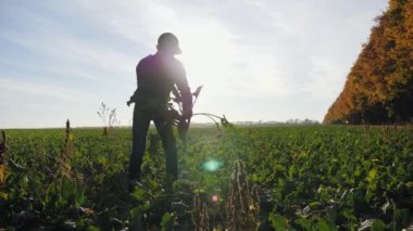 Şeker pancarı, bir kök sebze tutarak ziraat mühendisi