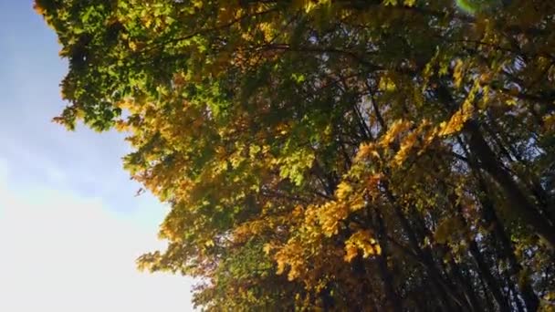 Steadicam letí podél podzimní stromy — Stock video
