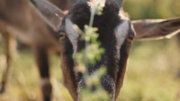 Чоловік годує козла травою з рук — стокове відео