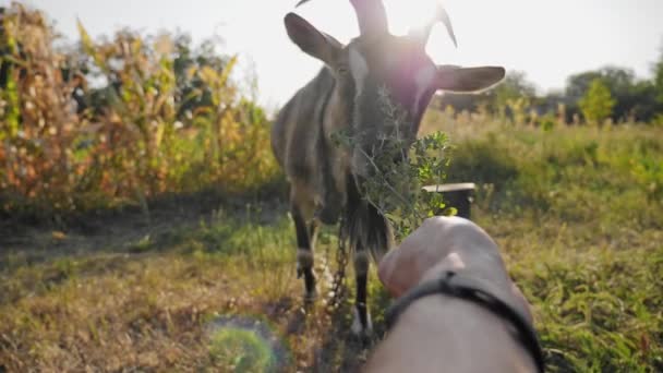 A férfi feedek egy kecske a fű a kezét — Stock videók