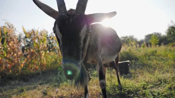 Chèvre manger de l'herbe verte et regarder la caméra 