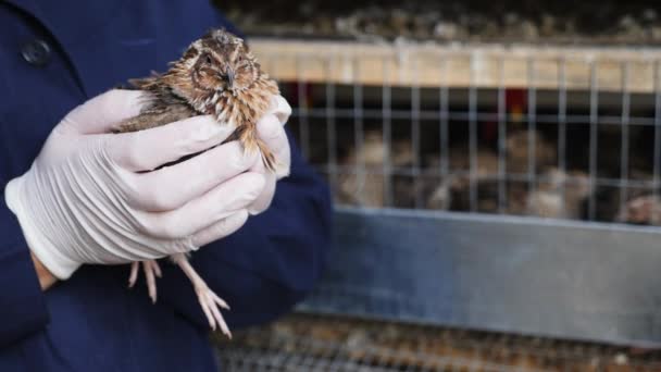 Kwartel in de handen van een boer. pluimveehouderij — Stockvideo