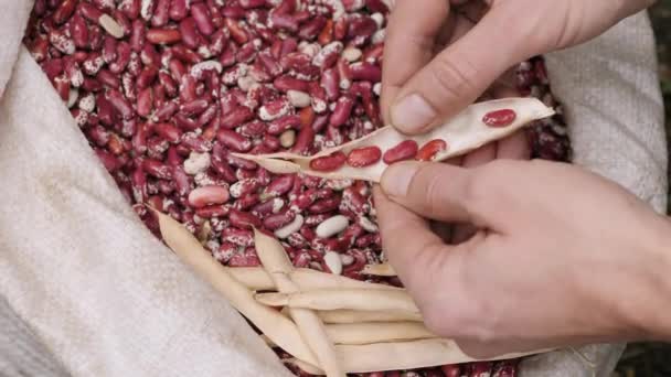 Man hands shelling beans over a bag — Stock Video