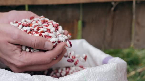 Kidney bean in male hands close-up — Stock Video