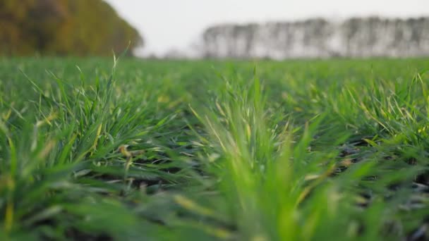 Verdes brotos de trigo de inverno brotos no campo outonal — Vídeo de Stock