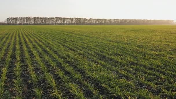 农业。冬小麦田 — 图库视频影像