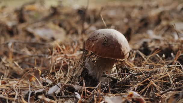 Recogida otoñal de setas en el bosque — Vídeo de stock