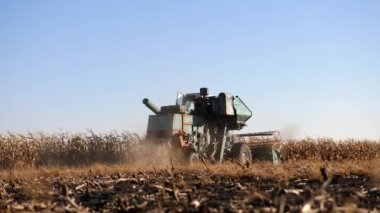 Bir çiftlik alanında hasat Mısır birleştirin. Slow motion video