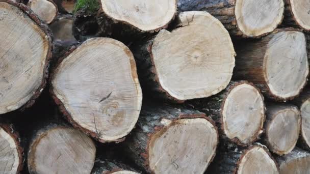 Стопка рубленных дров — стоковое видео
