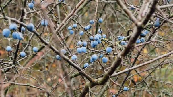 Sleedoorn-bessen op een droge tak — Stockvideo