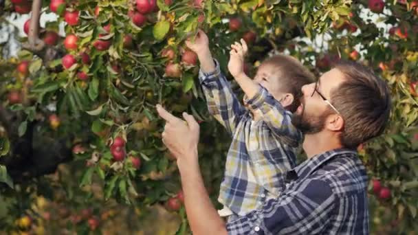 Zemědělství Malé Chlapce Pomáhá Otec Sklidit Apple Garden — Stock video