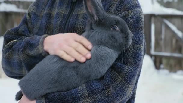 Ein Bauer hält ein großes Wiener Blaukaninchen in den Händen — Stockvideo