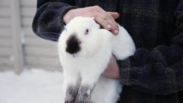 Человек держит в руках гималайского кролика — стоковое видео