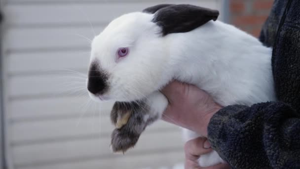 Ein Mann hält ein Himalaya-Kaninchen in seinen Händen — Stockvideo