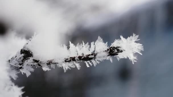 Baumzweig Mit Frost Detail Einer Winterlandschaft Nahaufnahme Video — Stockvideo