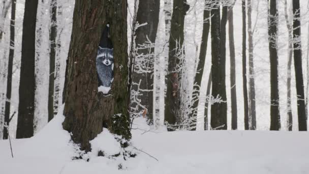 Floresta Inverno Casca Uma Árvore Grossa Pintado Guaxinim Realista Flocos — Vídeo de Stock