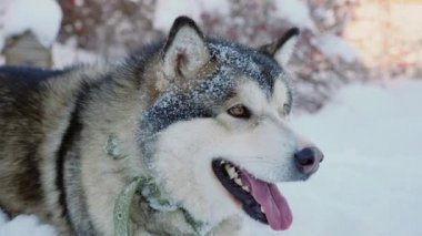 Kışın kar üzerinde yalan mutlu Malamute köpek. Ağır çekim vurdu. Mutlu bir köpek ağız ve kameraya soğuk kışın arıyorsunuz buhar exhales. Güzel köpek.