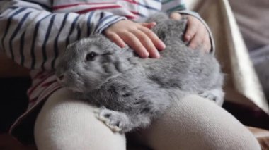Gri Tavşan bir alt dizinin üstüne oturur. Tavşan çocuk vuruş