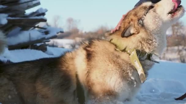 Girl Hand Strelen Van Hond Hoofd Buiten Winter Concept Een — Stockvideo