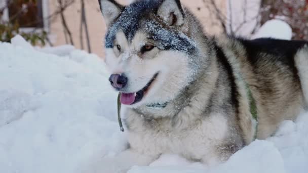 Gelukkige Malamute Hond Liggend Sneeuw Winter Slow Motion Shot — Stockvideo