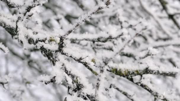 Branches d'arbres dans le givre — Video