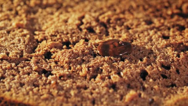 Despeje o creme de chocolate no bolo marrom ou torta — Vídeo de Stock