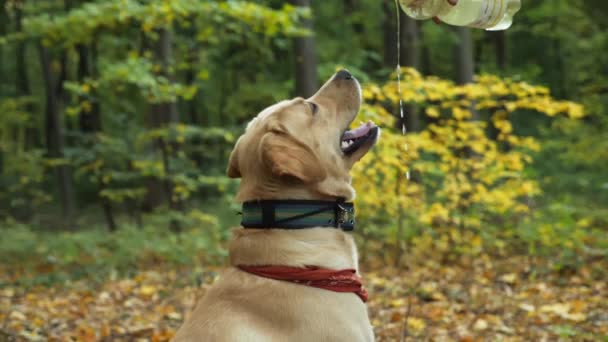 Golden retriever minum aqua di taman dari botol — Stok Video