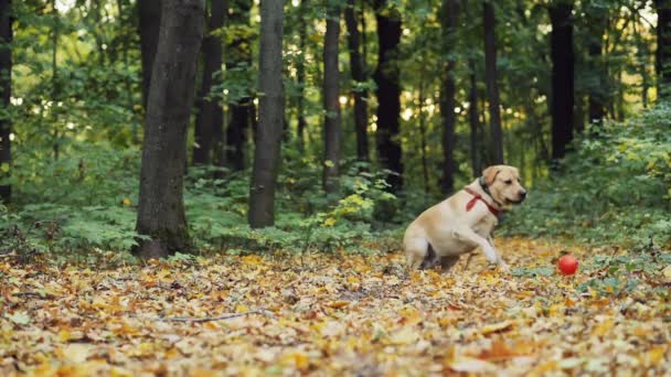 Perro labrador corre por bola de juguete, perseguir y trata de atraparlo — Vídeo de stock