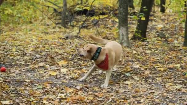 年轻的拉布拉多狗跑玩具球 并试图赶上一个滚动球在森林 侧视图慢动作拍摄 — 图库视频影像