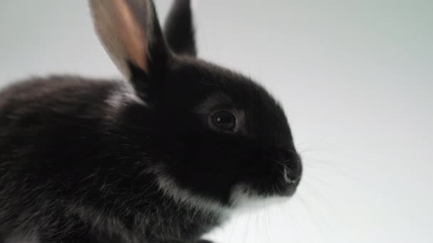 Portrait d'un enfant lapin noir sur le côté — Video