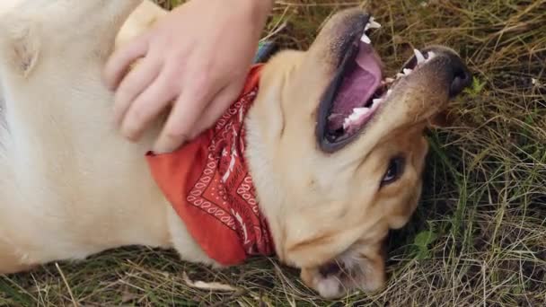 Χάδι με το χέρι το σκυλί Λαμπραντόρ — Αρχείο Βίντεο