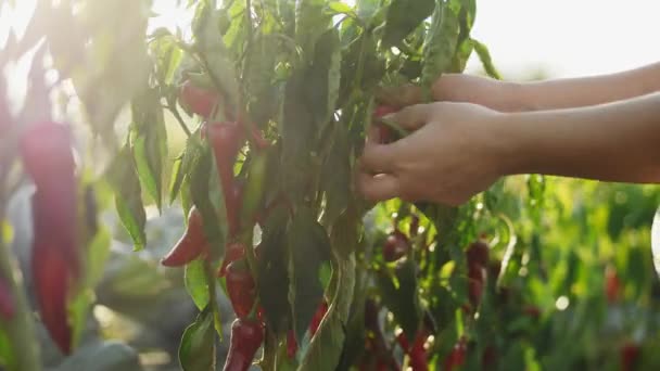 De landbouwer is chili pepers oogsten — Stockvideo