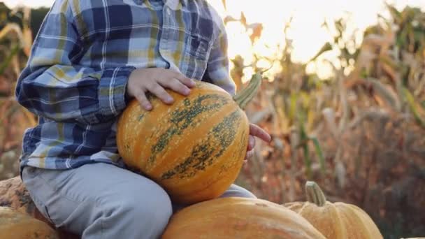 Een kleine jongen boer rijden in een kar vol pompoenen bij zonsondergang — Stockvideo