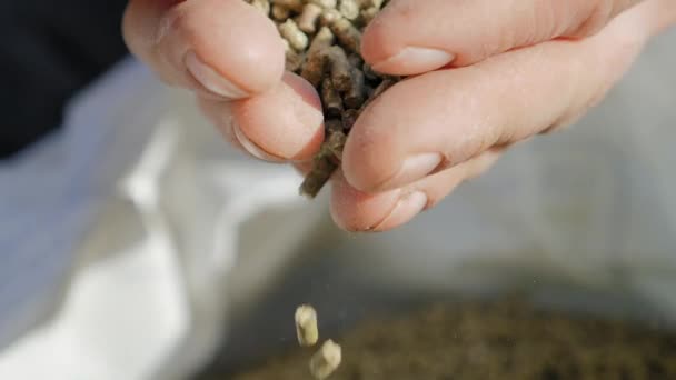 Mangime granulato nelle mani di un agricoltore primo piano — Video Stock