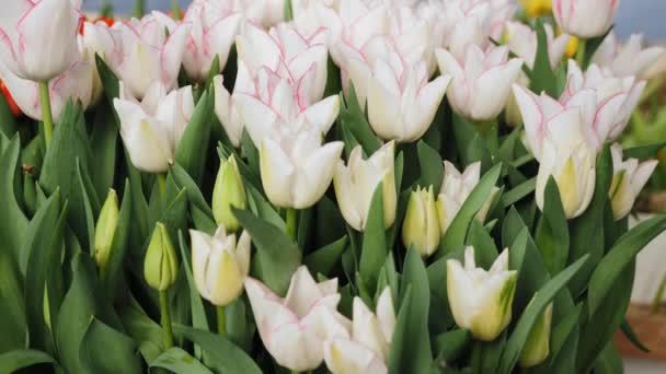 Tulipanes blancos con un borde rojo de cerca en un invernadero — Vídeos de Stock