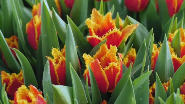 Tulipanes rojos con un borde amarillo de primer plano en un invernadero — Vídeo de stock